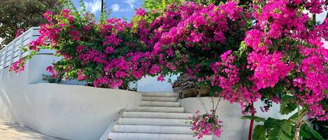 Jardines del alojamiento