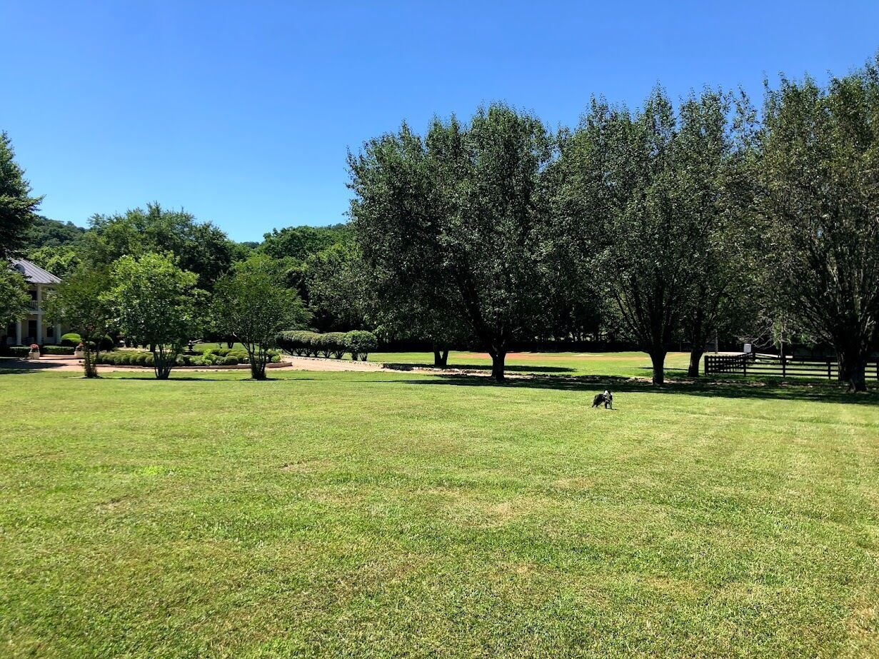 A grassy field with trees and a fence in the background.