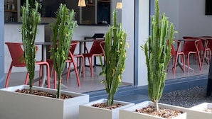 A modern outdoor seating area with red chairs and potted cacti. - Villa Lune de Miel "champagne" Deshaies (Deshaies)
