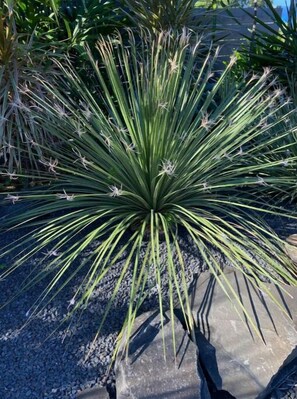 Exterior detail - Villa Lune de Miel "champagne" Deshaies (Deshaies)