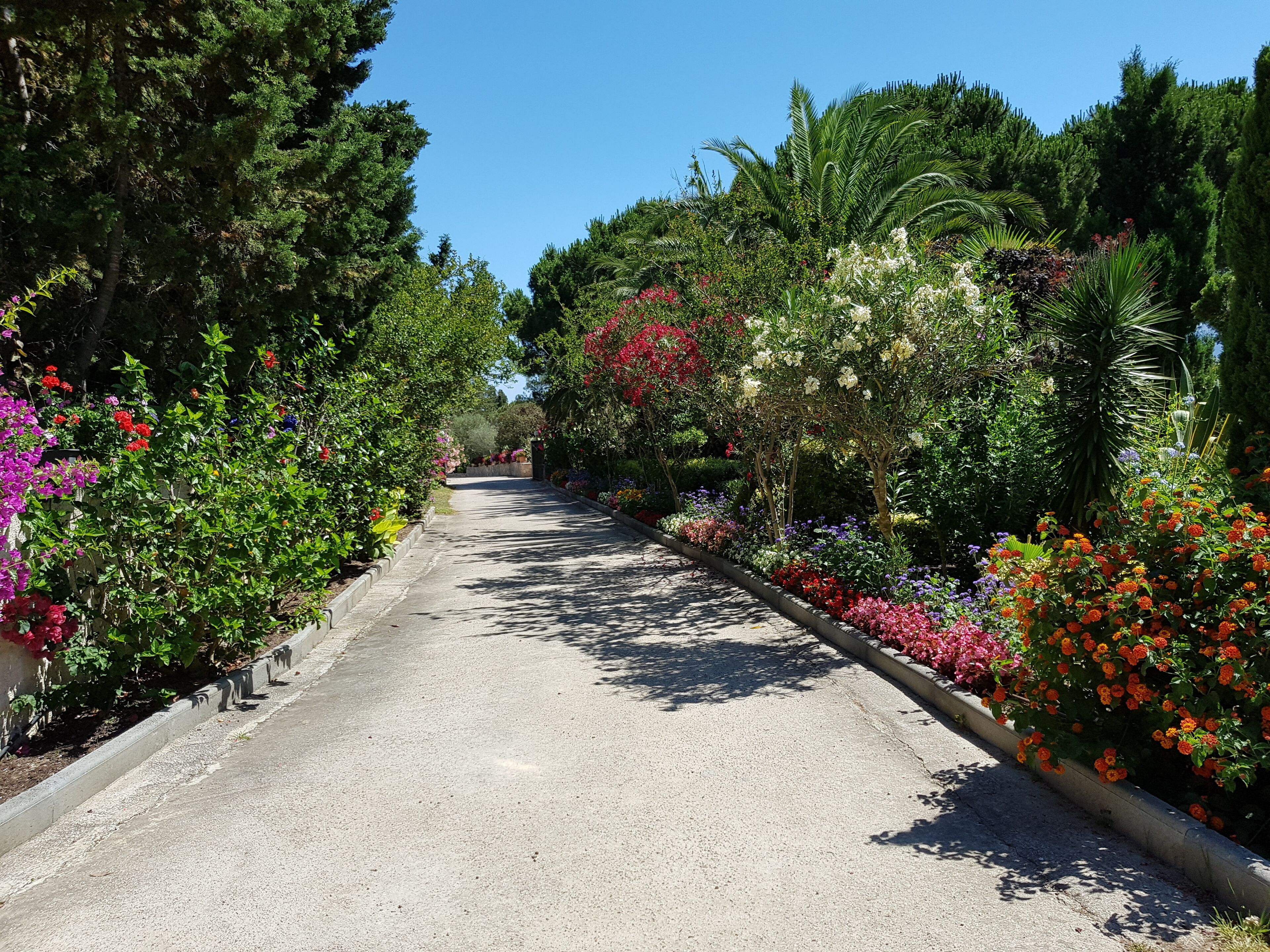 A pathway flanked by lush greenery and colorful flowers, leading towards a distant tree line.