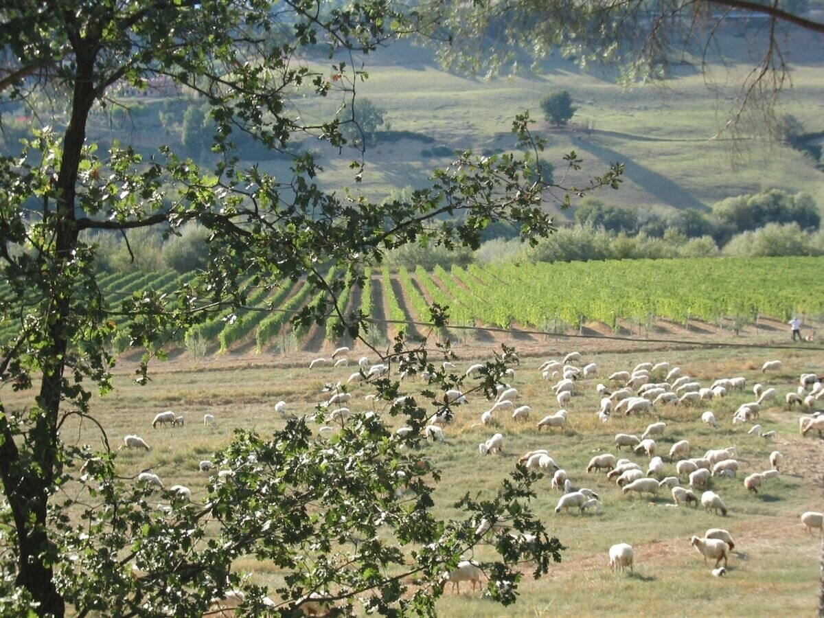 A rural landscape with a large flock of sheep grazing in a field, surrounded by trees and rolling hills.