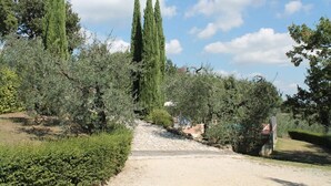 A dirt path leading through a garden with tall cypress trees and various shrubs.