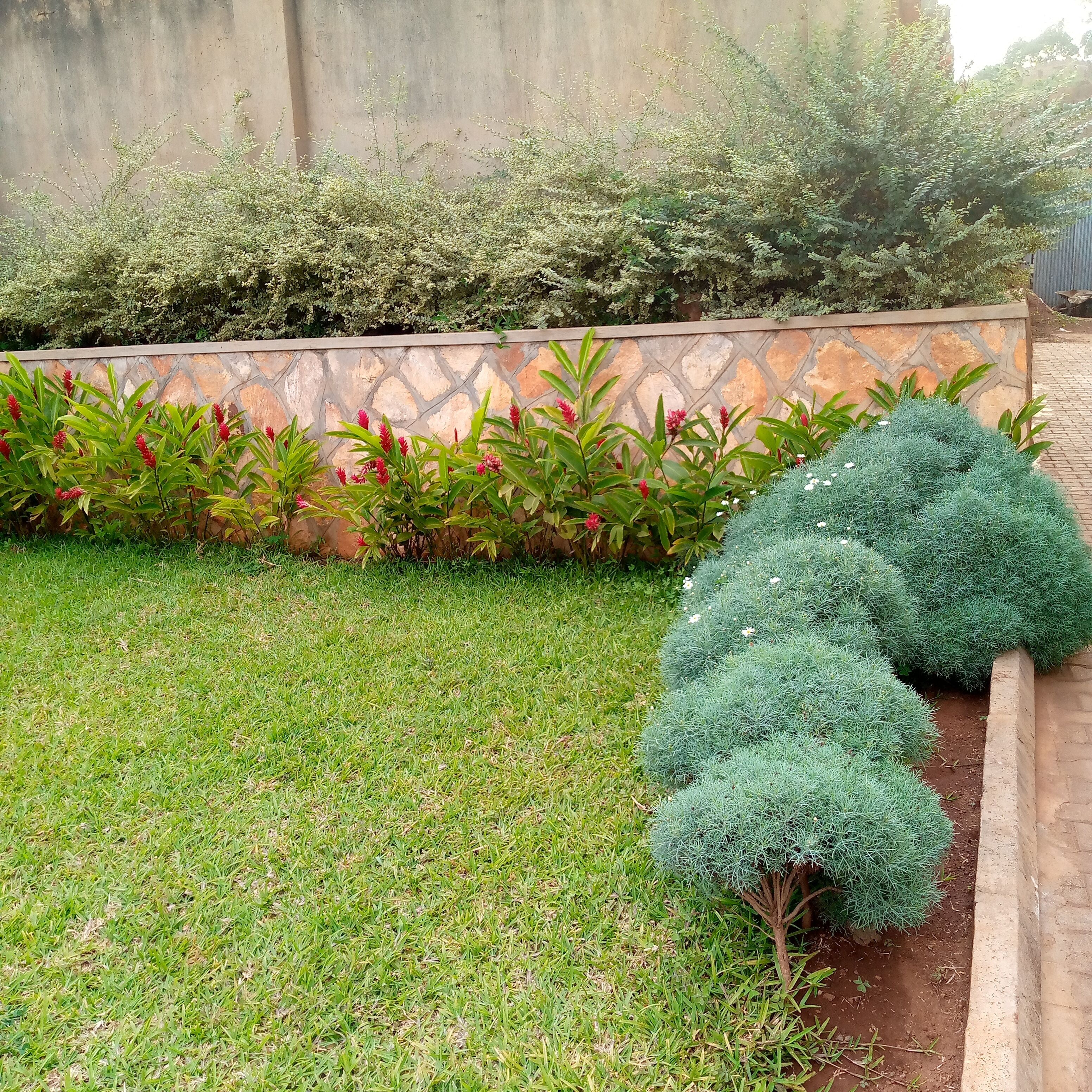 Un giardino curato con diverse piante, un prato ben tagliato e un muro in pietra.