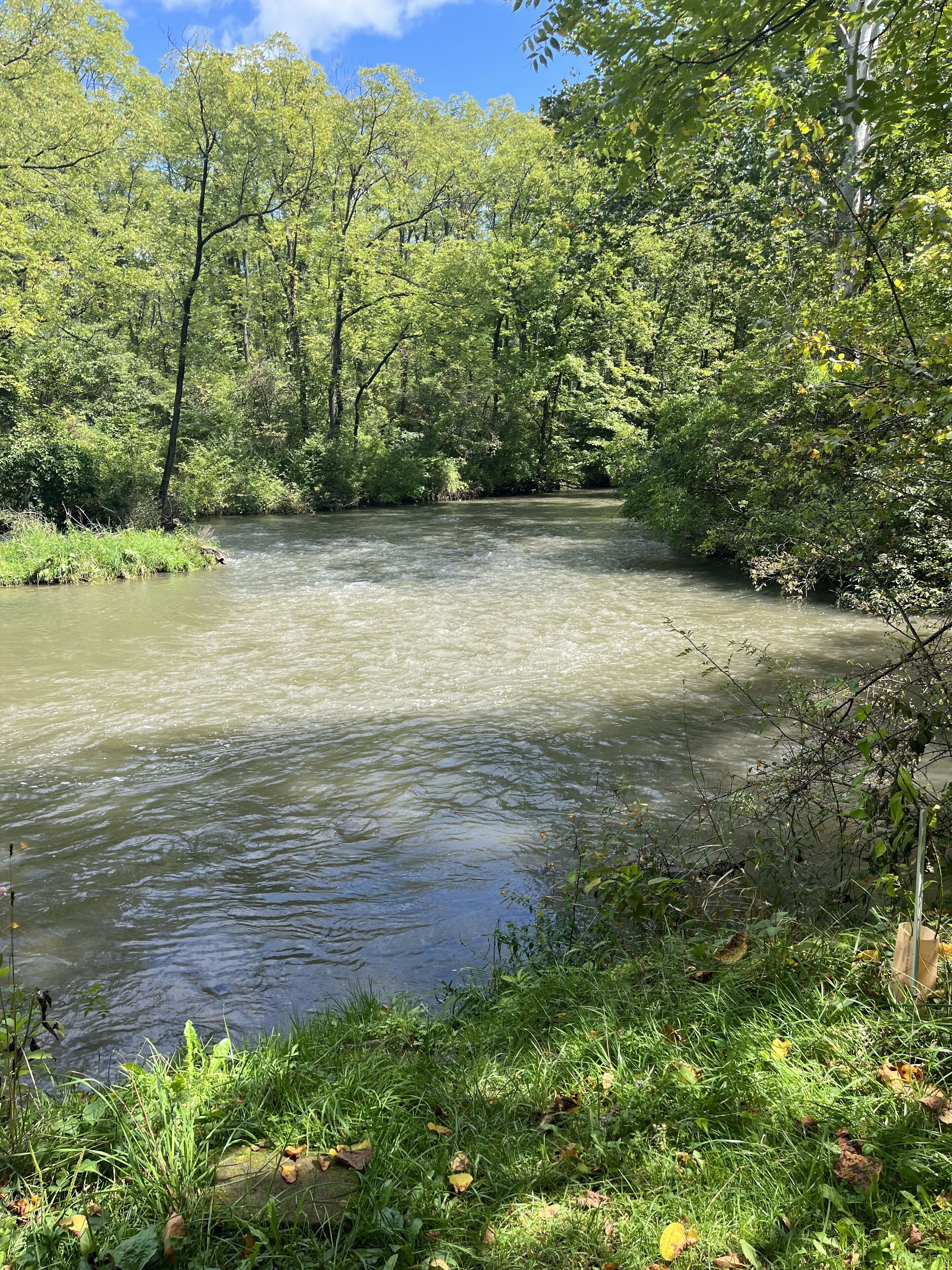 A river surrounded by dense green foliage and trees.