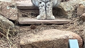 A lynx sitting on a wooden platform surrounded by rocks and dry grass.