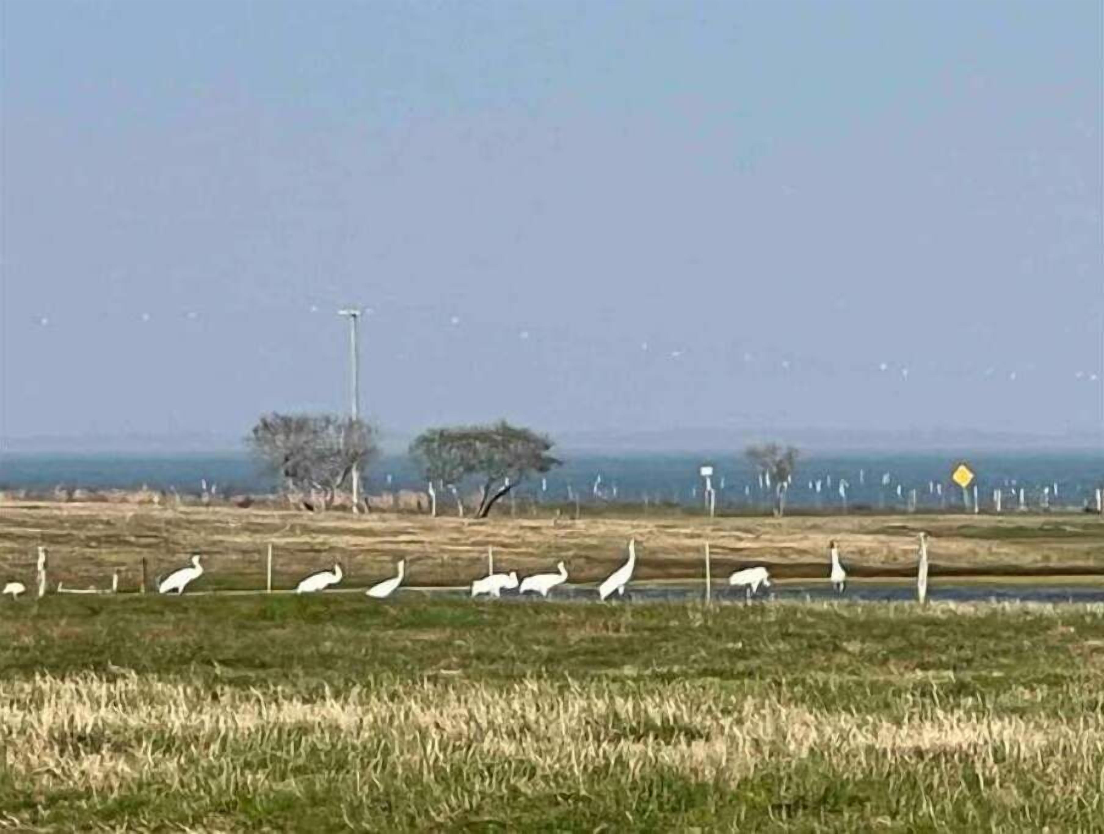 A grassy field with a row of white birds, a few trees, and a distant view of the sea.