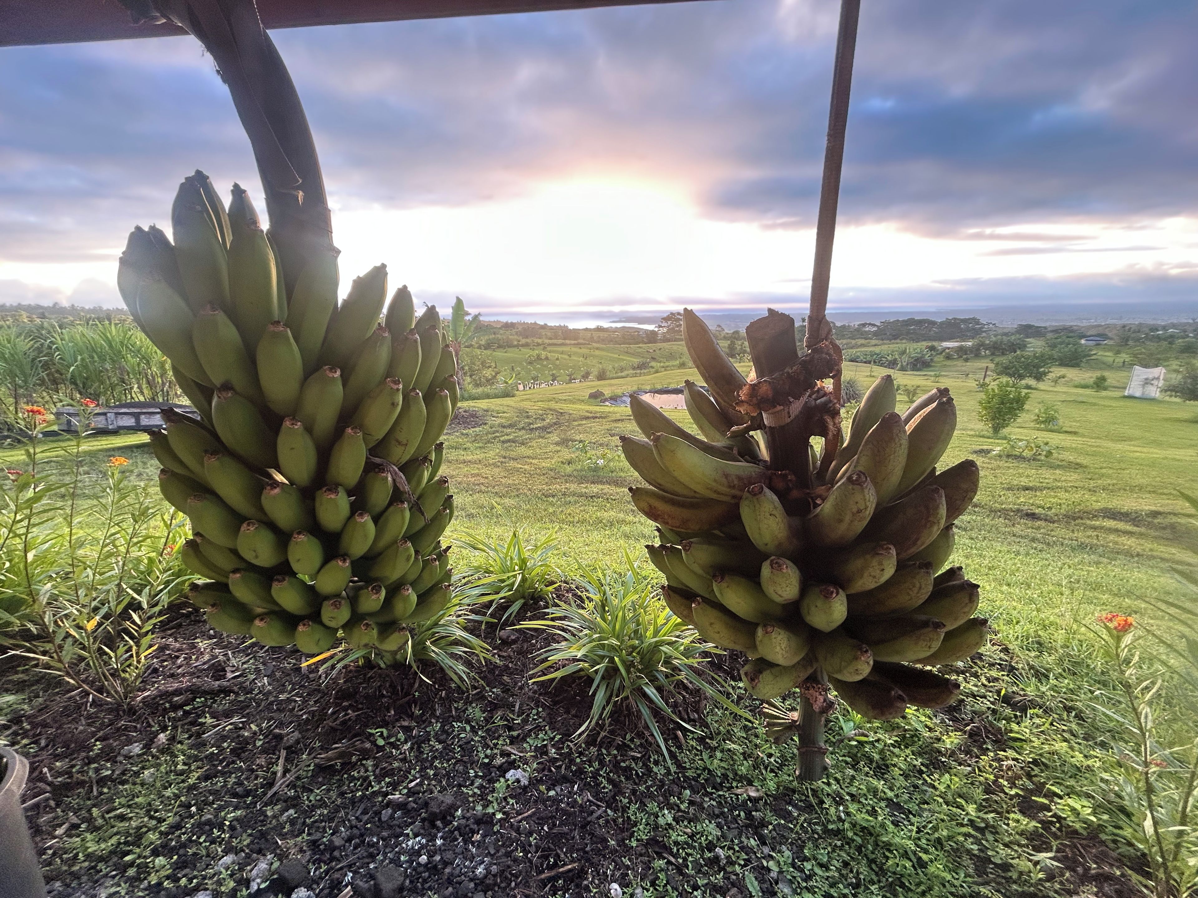 Two bunches of bananas hanging from a structure with a landscape view in the background.