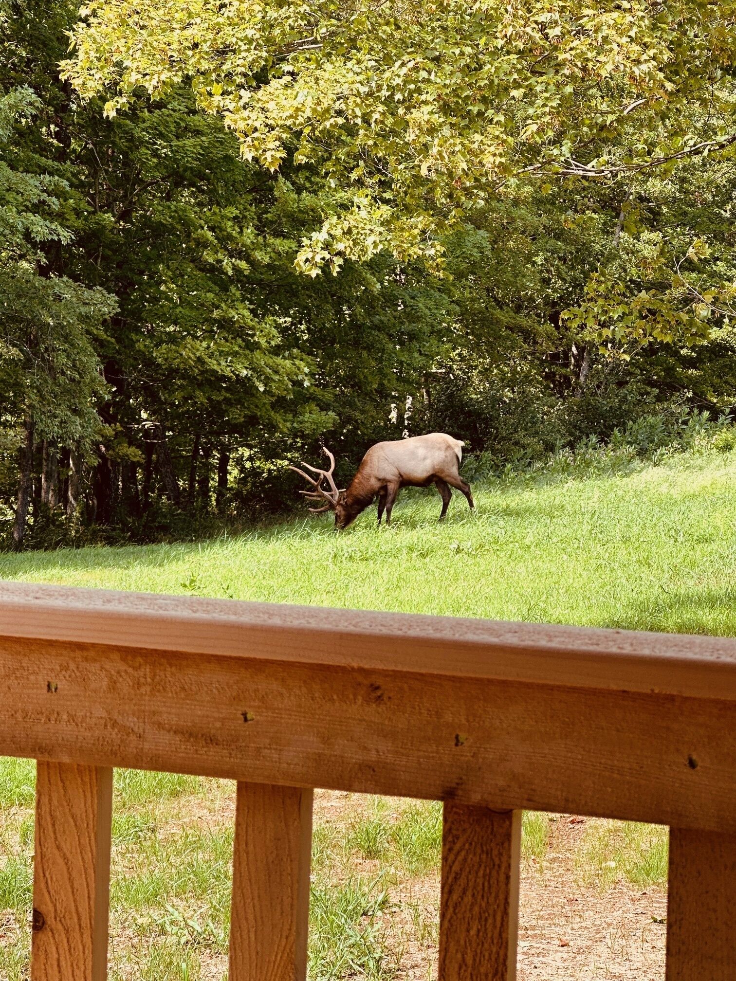 A wooden deck overlooking a grassy area with trees and a deer grazing in the distance.