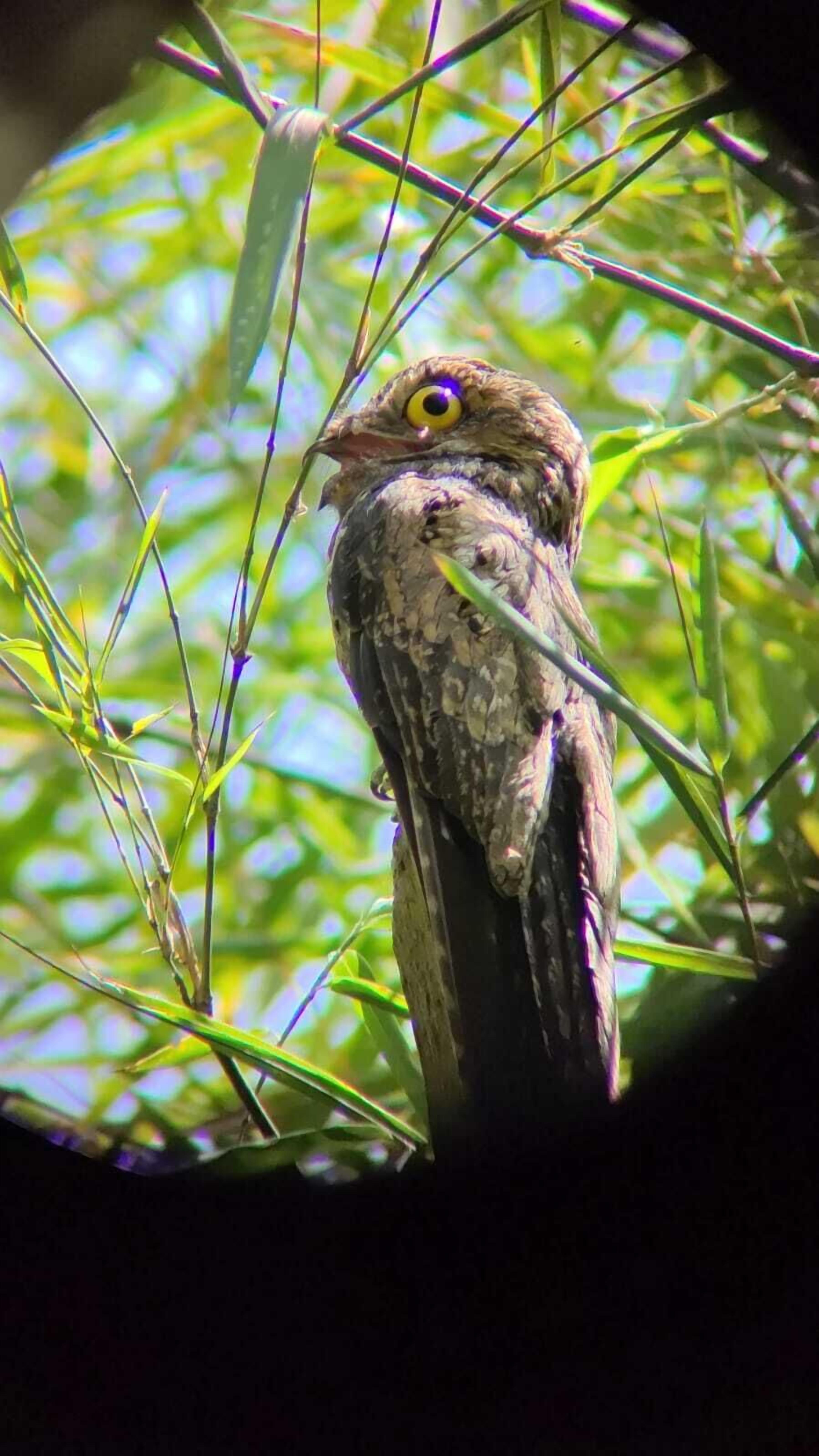 Un oiseau était perché sur une branche.