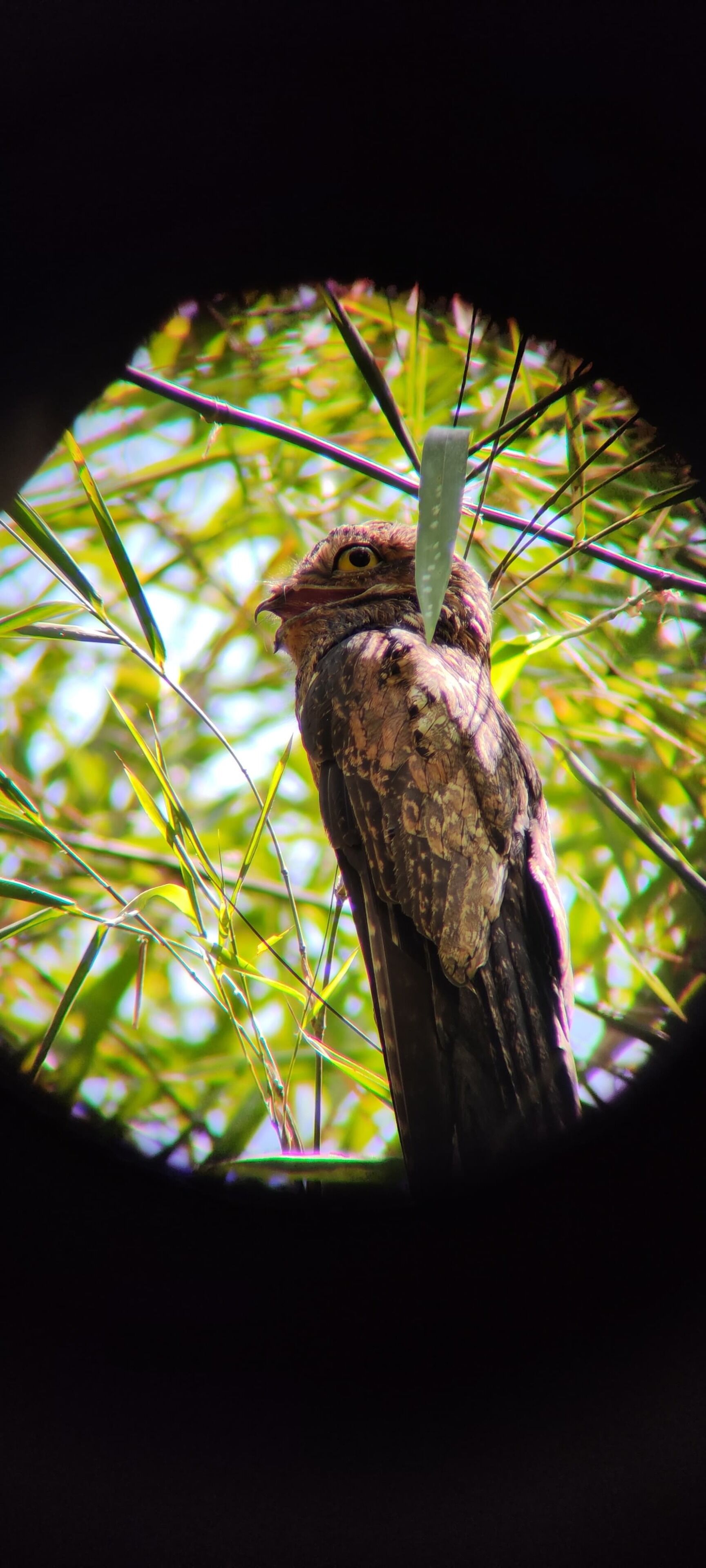 Un pájaro posado en una rama, visto a través de un ventanal circular.