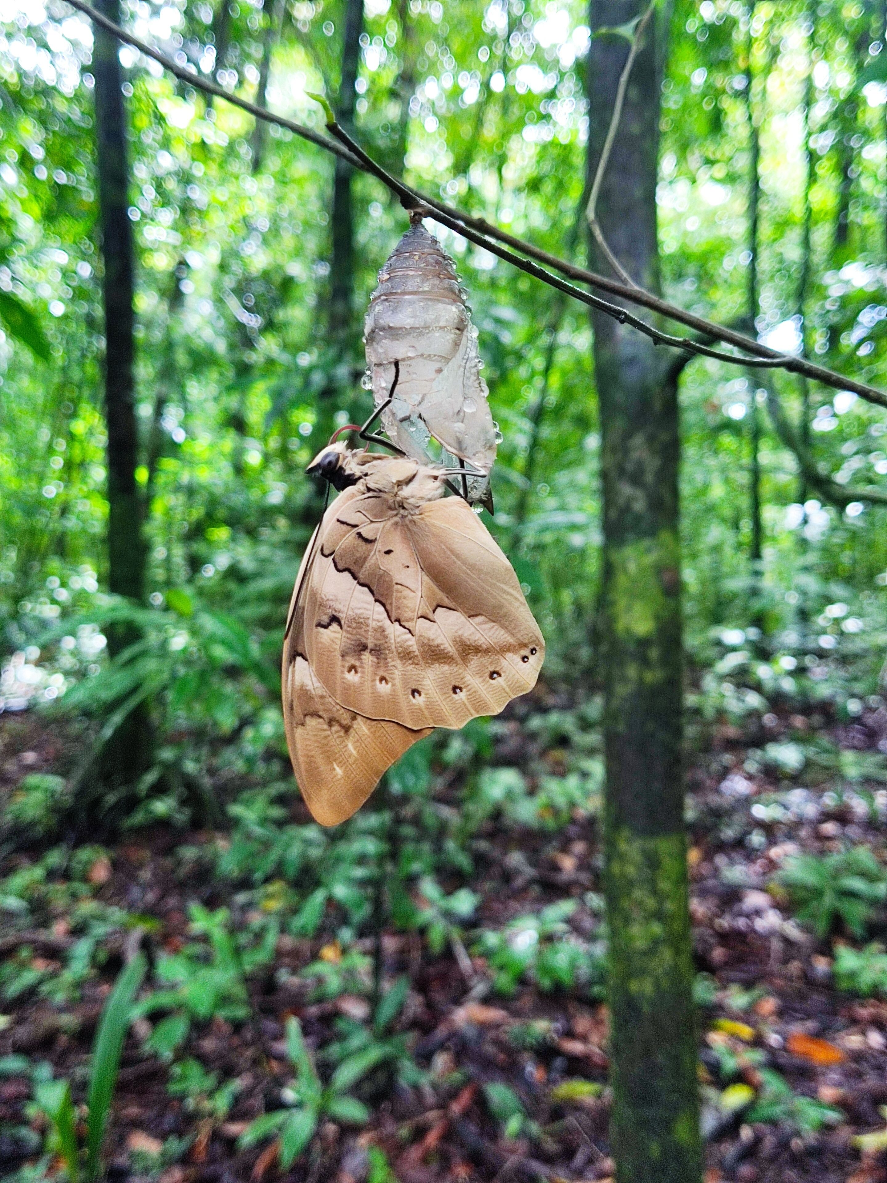 A chrysalis hanging from a branch in a forest.