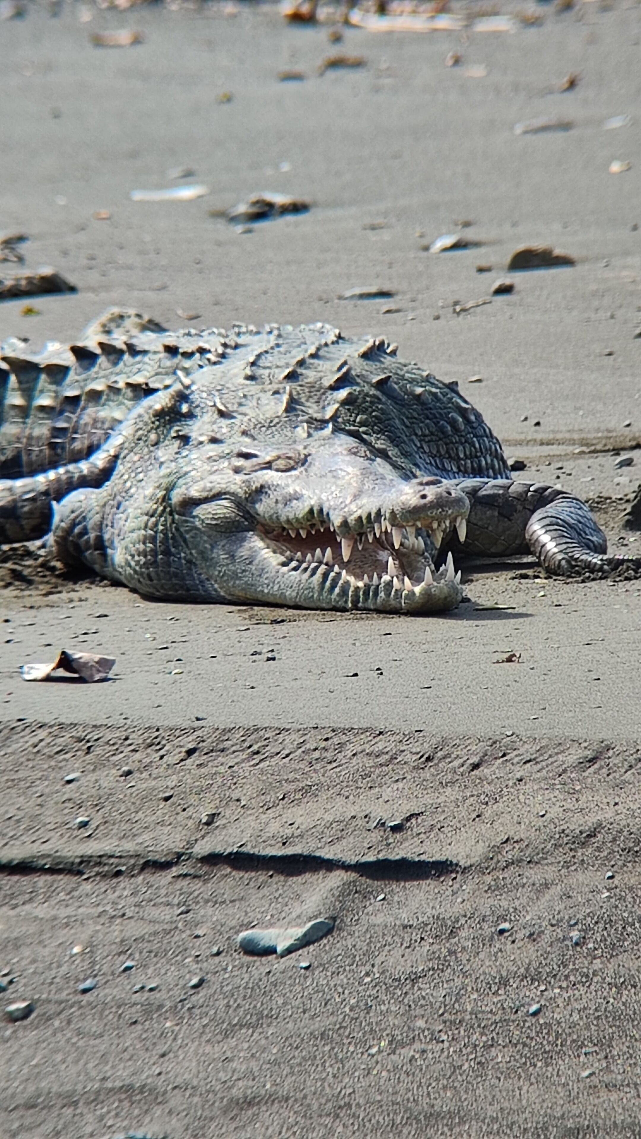 A large alligator lying on a sandy beach.