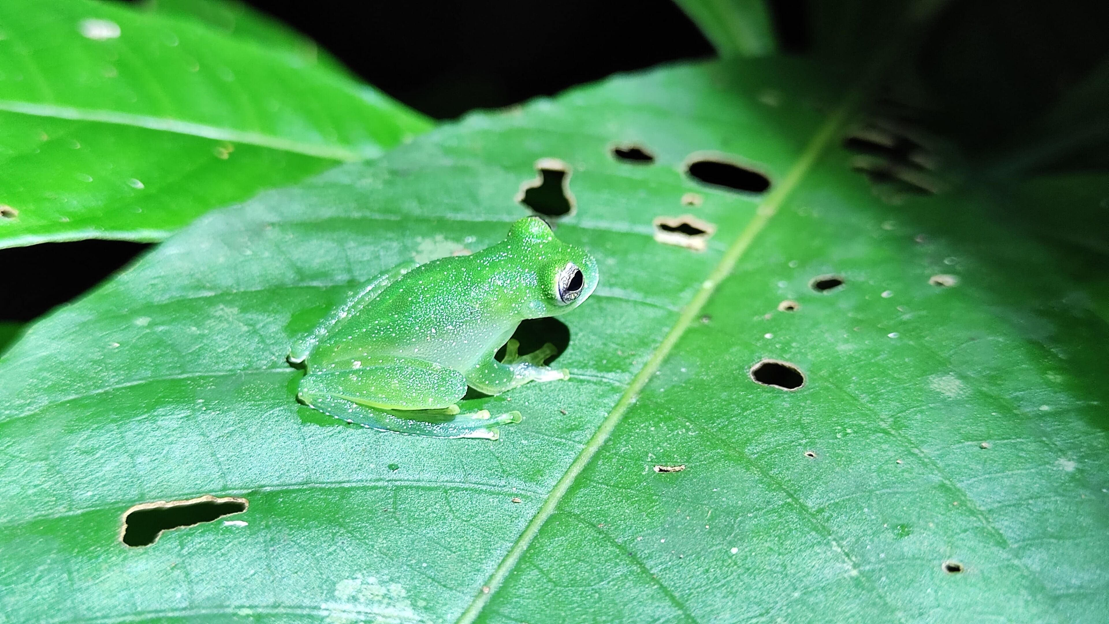 Una rana sobre una hoja verde con varios agujeros.