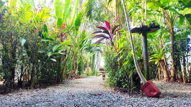 A pathway lined with tropical plants and a red bucket. - Cabinas Tropicales (Puerto Jiménez)