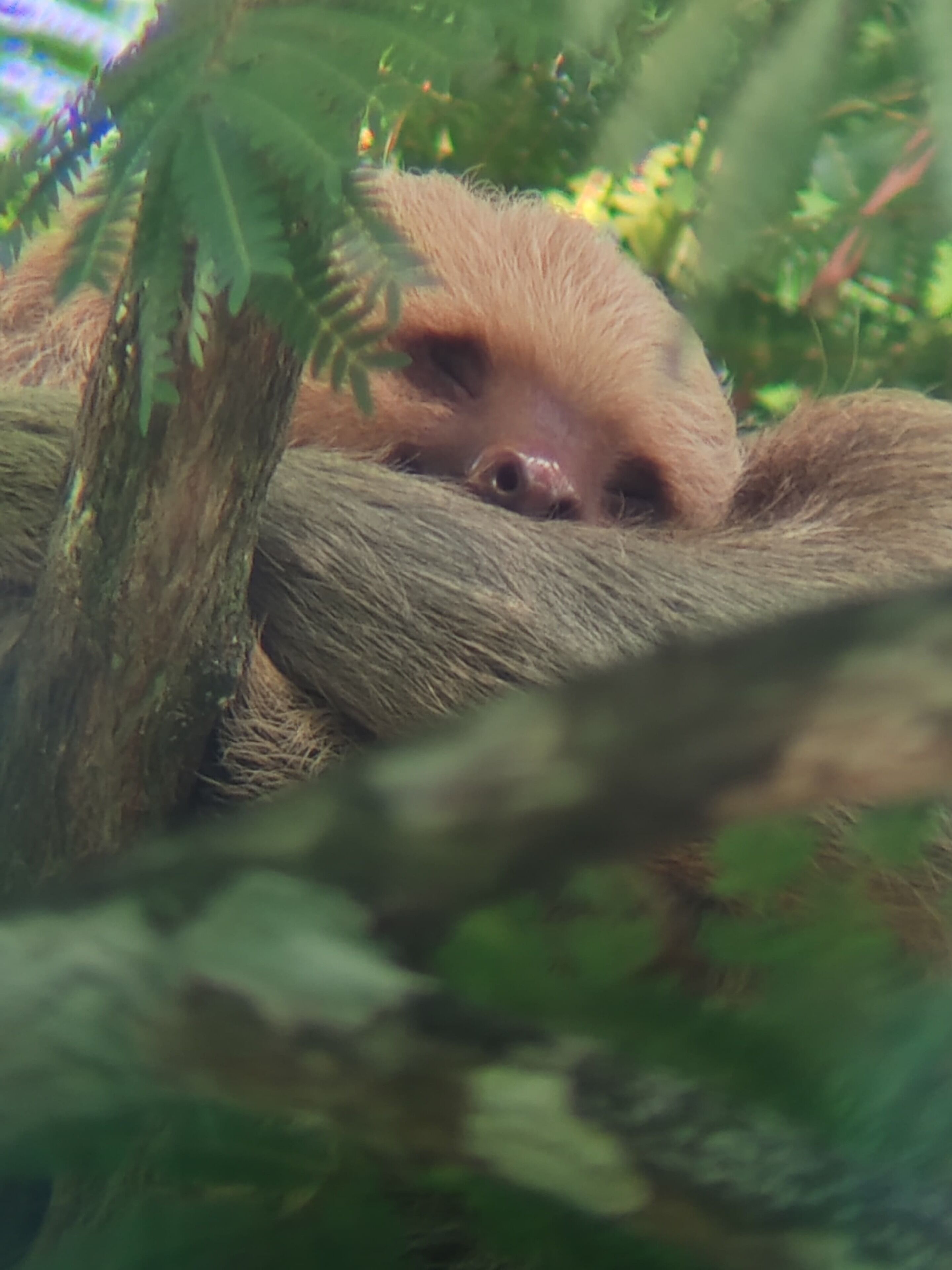 A sloth resting on a tree branch, surrounded by green foliage.