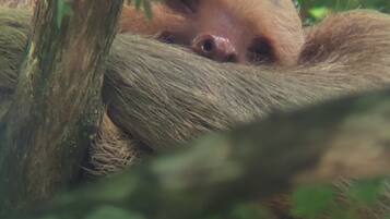 A sloth resting on a tree branch, surrounded by green foliage.