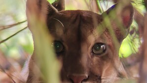 A close-up of a cat's face peeking through foliage. - Cabinas Tropicales (Puerto Jiménez)