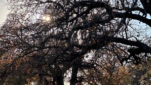 Un grand arbre, doté d’un tronc épais et de branches luxuriantes, se dresse dans un parc.