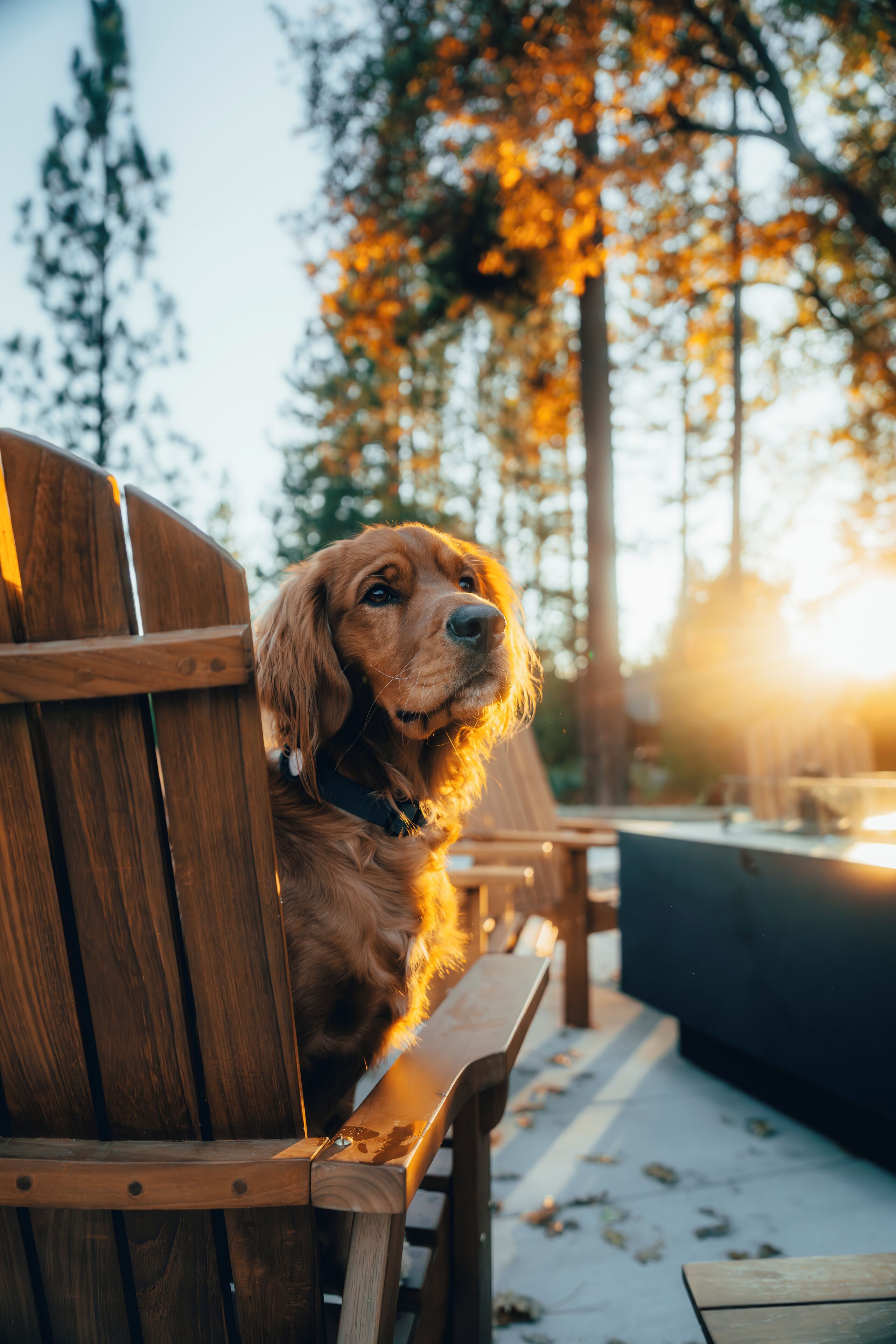 A dog sitting on a wooden bench outdoors with trees in the background.
