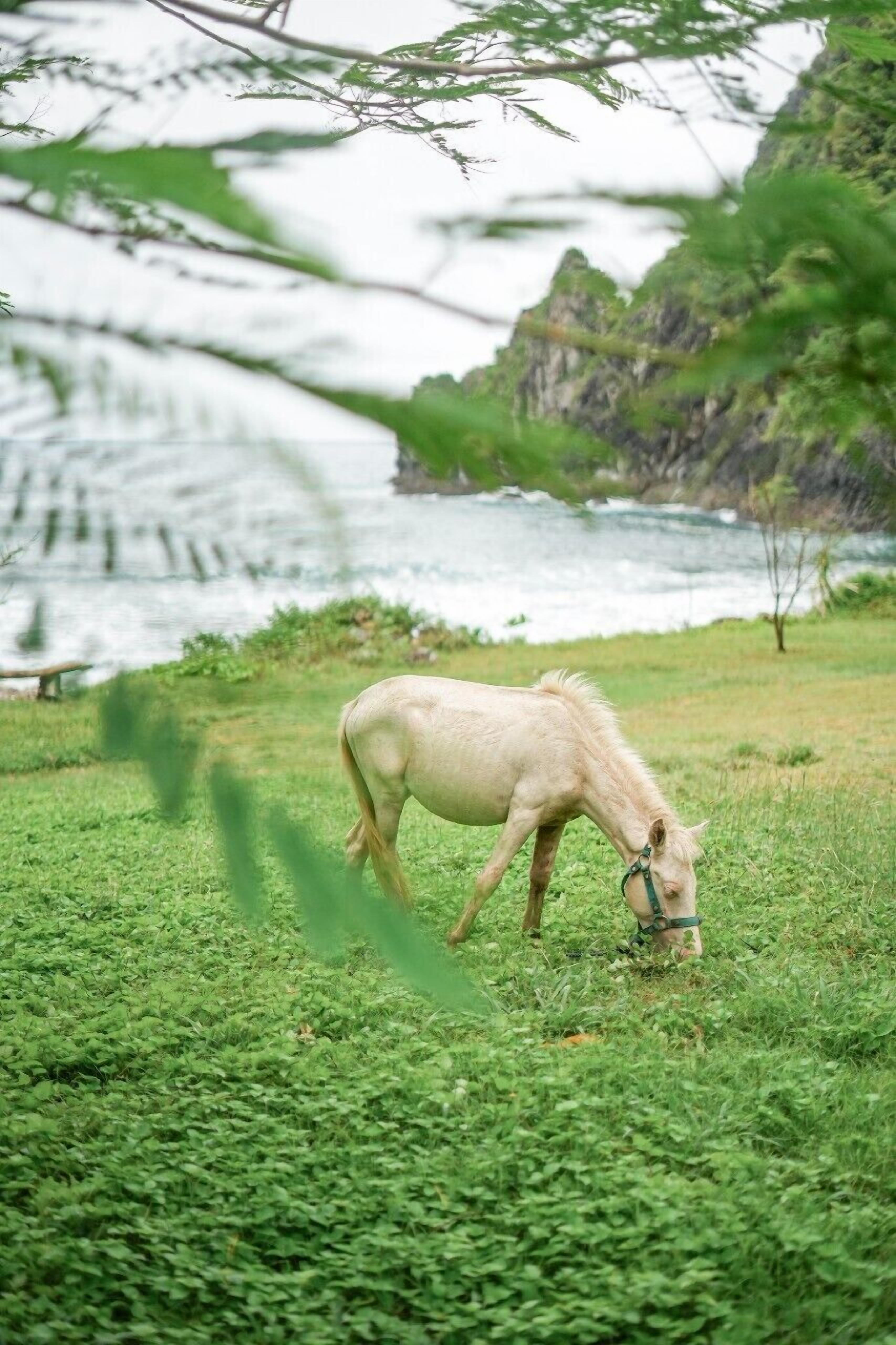 A horse grazing in a grassy area with a river and rocky cliffs in the background.