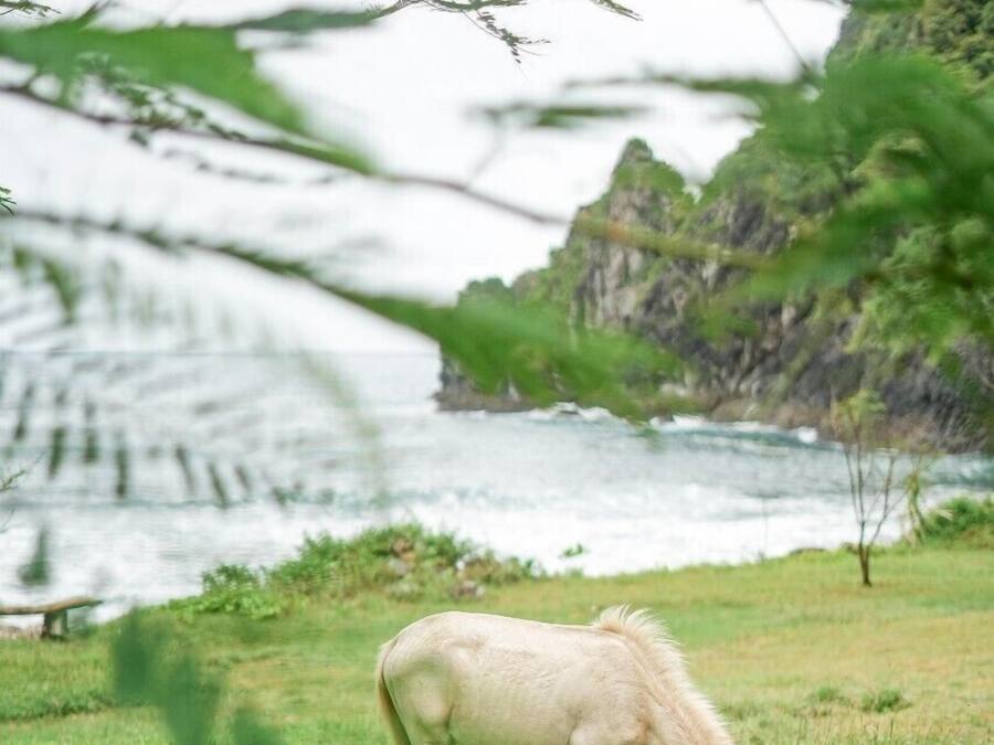 A horse grazing in a grassy area with a river and rocky cliffs in the background.