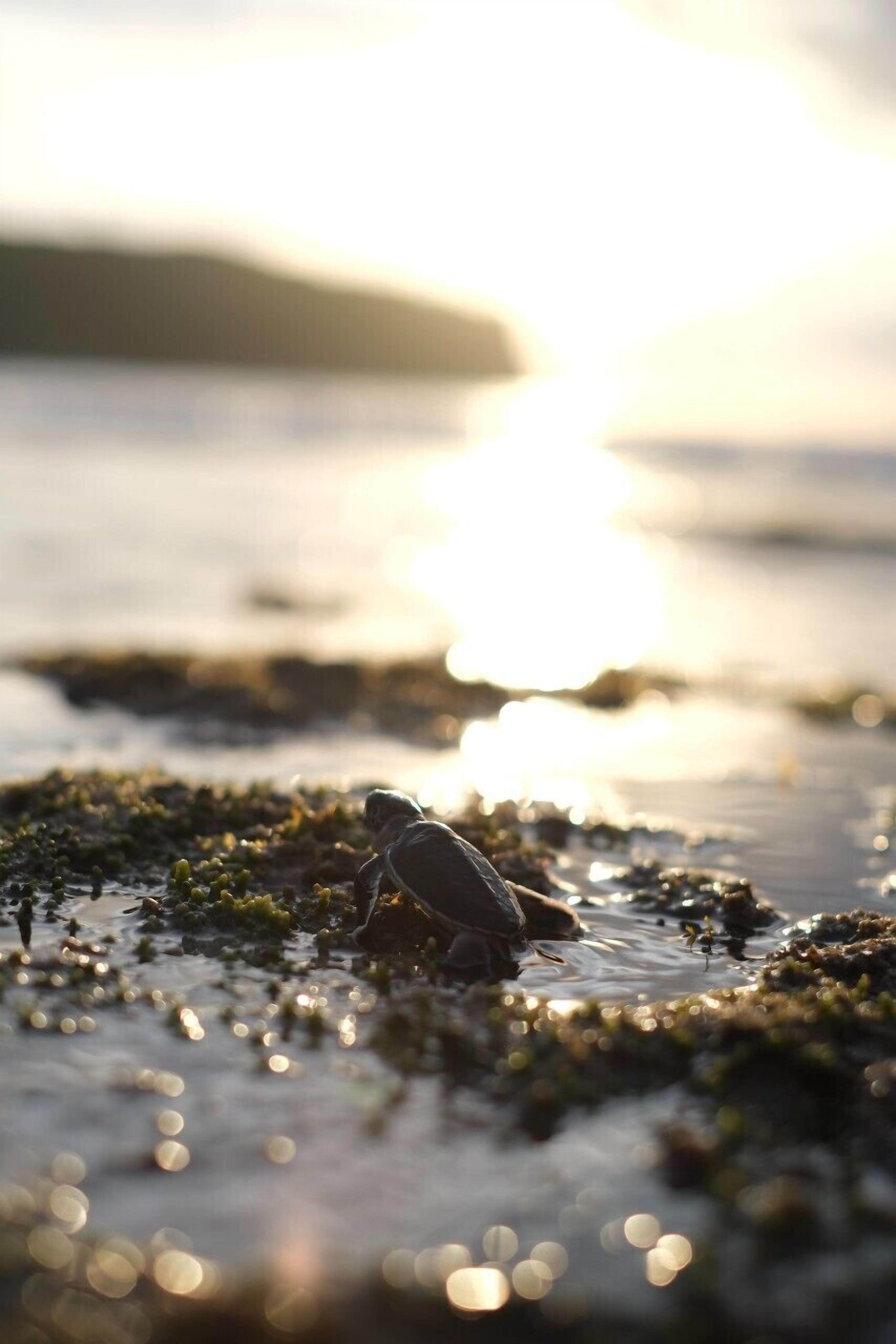 Escena de playa con una tortuga en la orilla, agua y una masa de tierra a lo lejos.