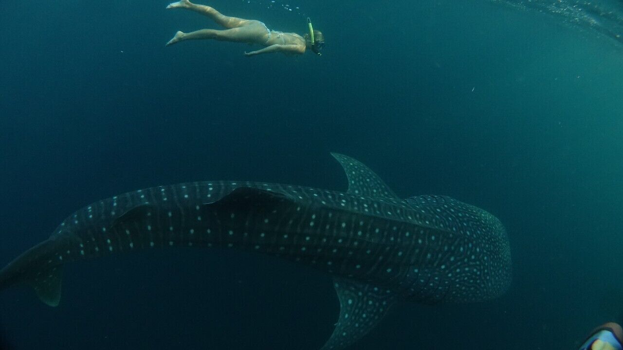 Una gran tinballena nadando en el océano.