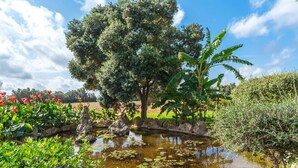 A tranquil garden with a pond, surrounded by lush greenery and flowering plants.