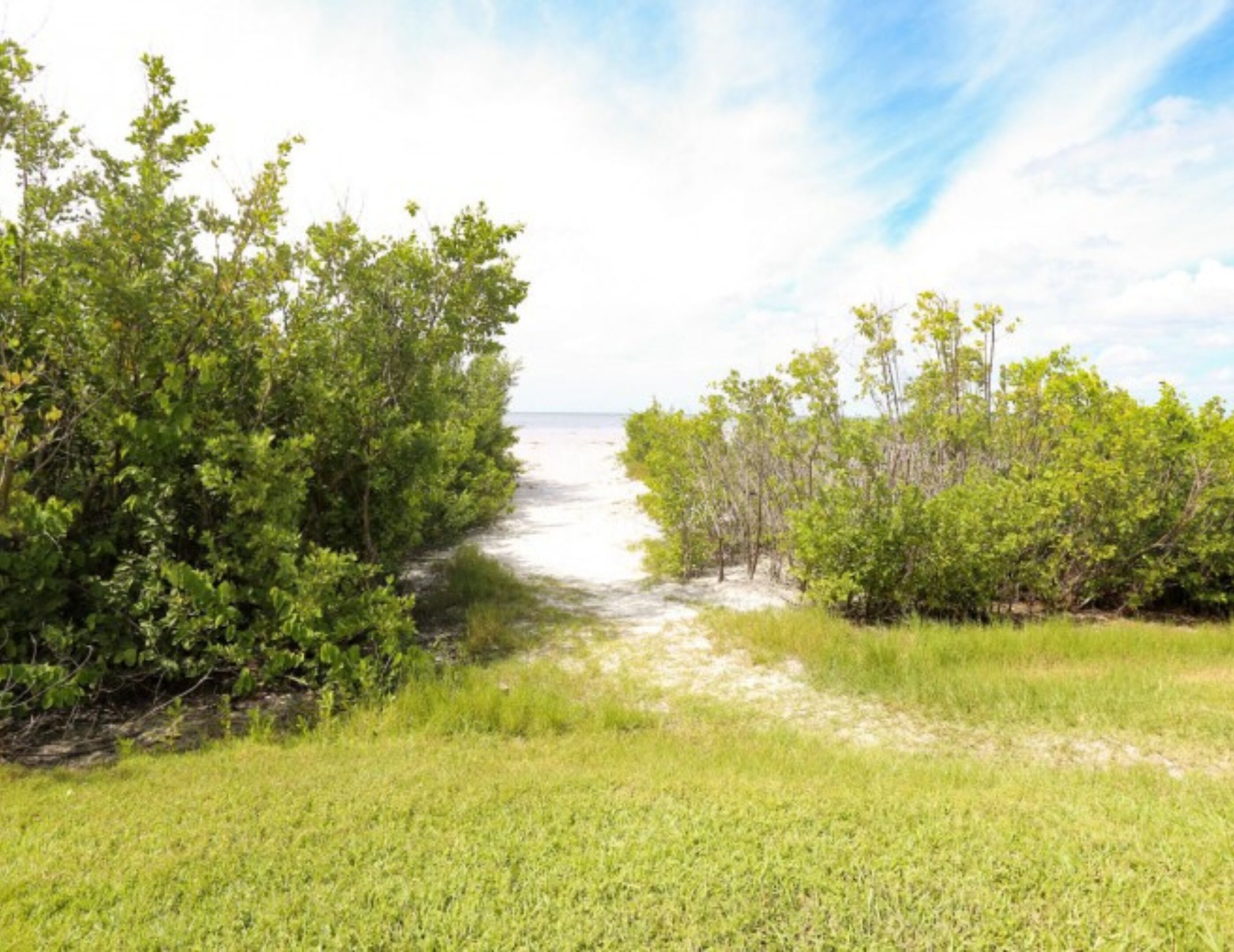 A pathway leading to a beach with dense greenery on both sides.