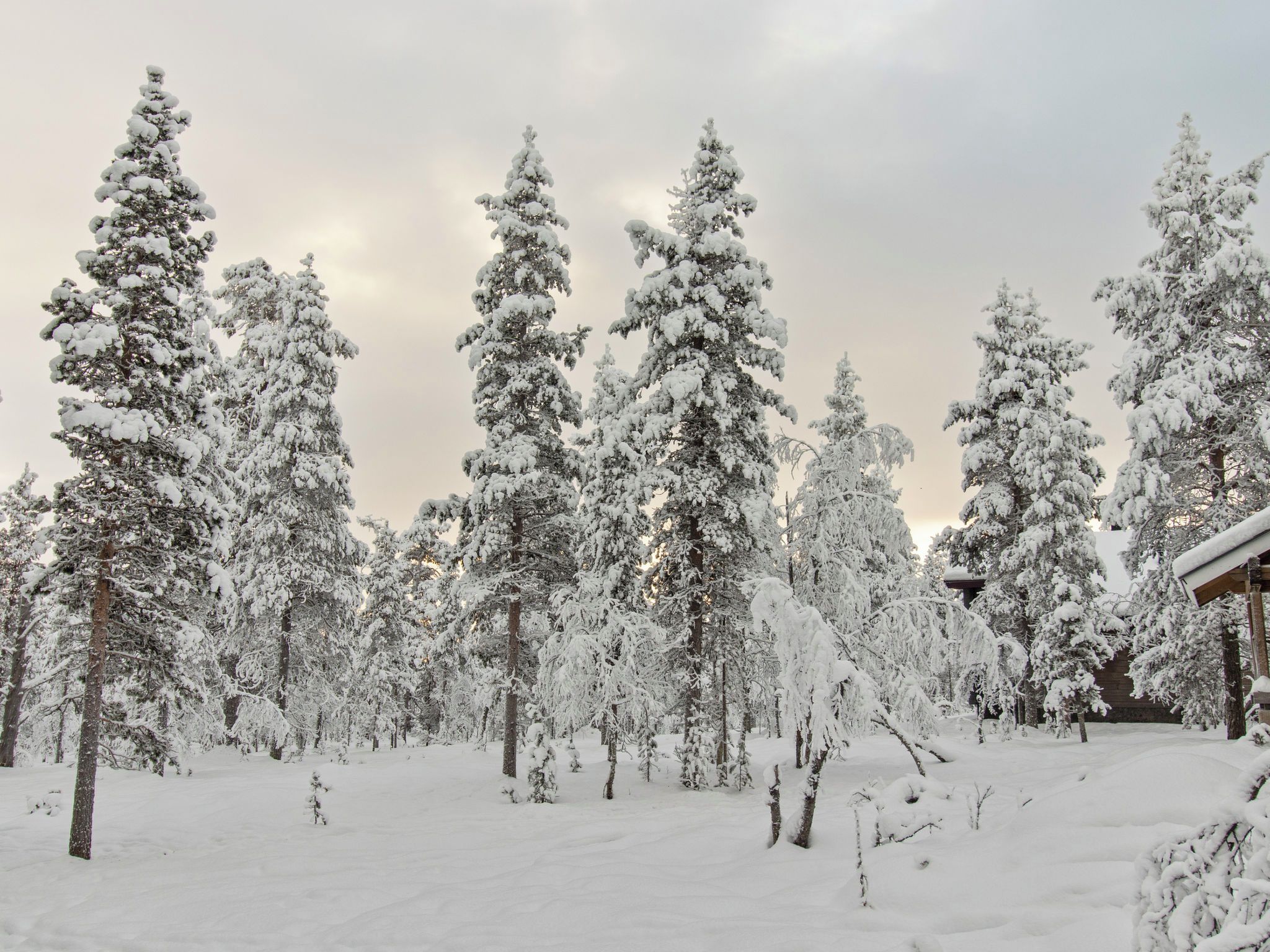 A snowy forest with tall evergreen trees and a wooden structure.
