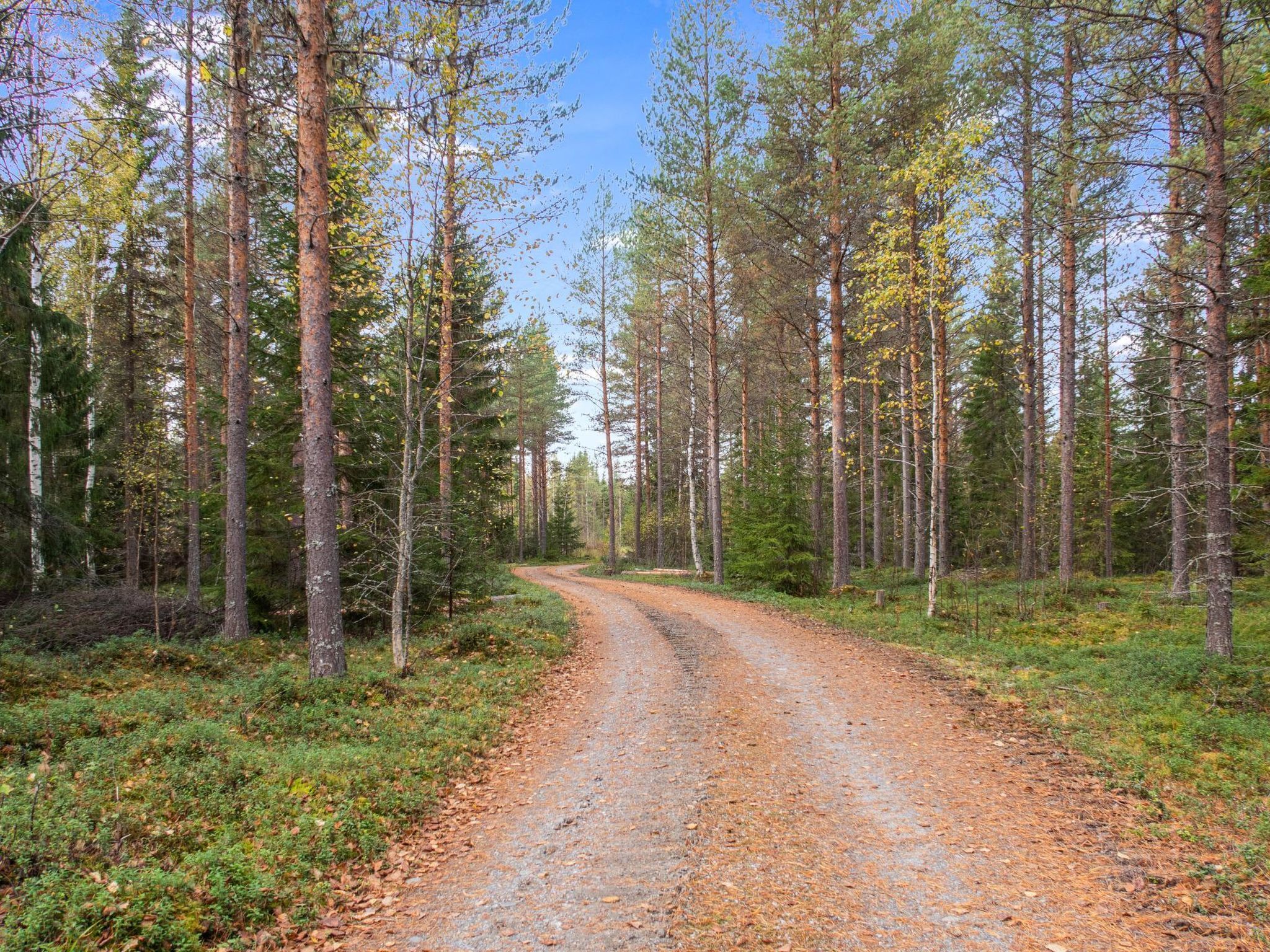 A forested dirt road surrounded by tall pine trees.