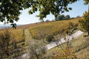 Miscellaneous - Anselm's farm SANTINA 2 (Toscana)