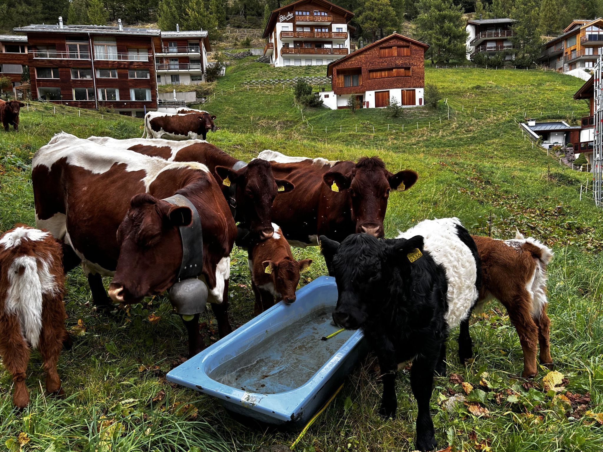 Paisaje rural con vacas pastando y un comedero azul.
