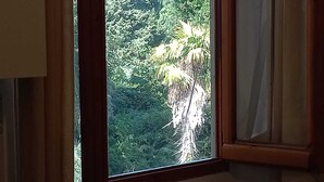 A window with a view of dense foliage outside. - Sosia Palace, Pisa (Pisa)