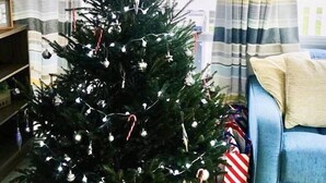 Ein Wohnzimmer mit Weihnachtsbaum, blauem Sofa und gestreiften Vorhängen.