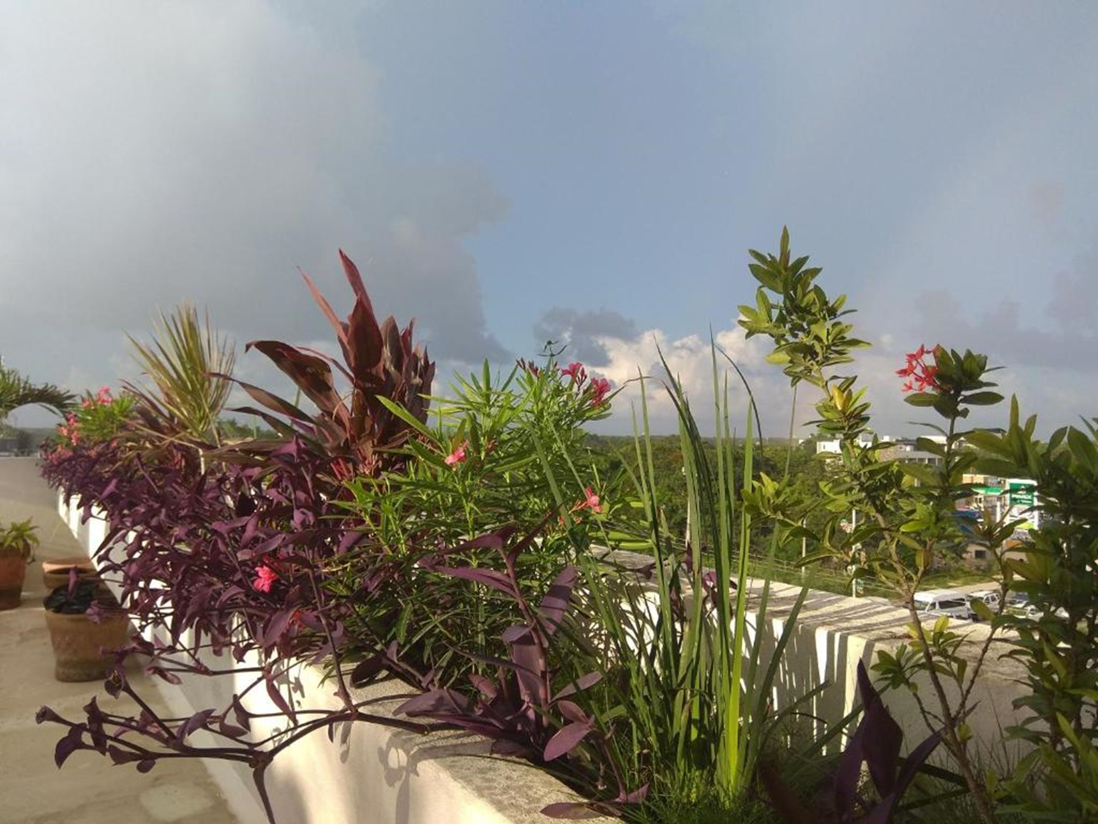 Foto - Hotel La Palmita by MIJ