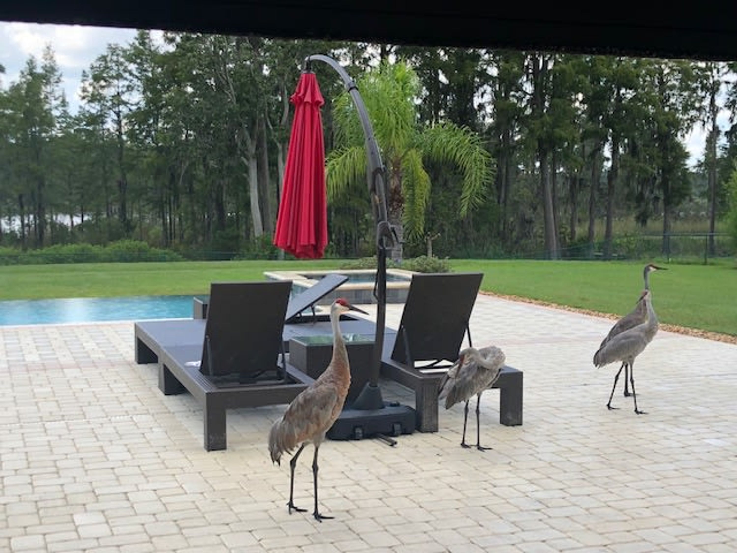 A poolside area with lounge chairs and a red umbrella.