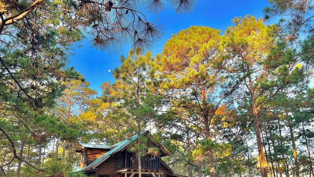 Uma cabana de madeira com varanda, cercada por pinheiros.