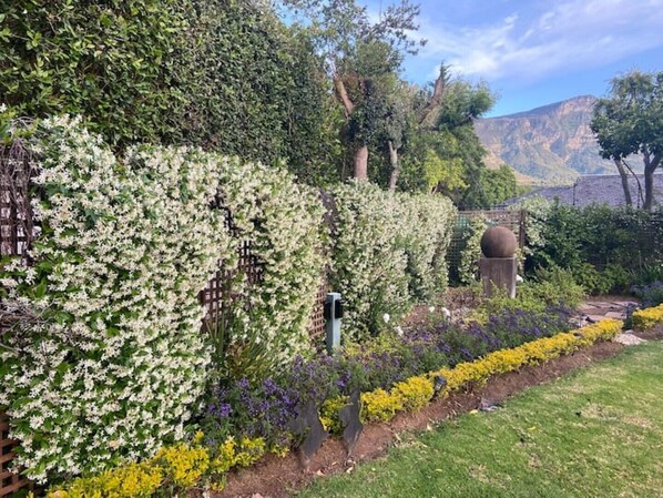 Property grounds - Beautiful Two Bedroomed Cottage en suite with Solar in heart of Constantia (Cape Town)