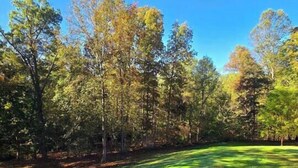 Un champ herbeux avec des arbres en arrière-plan.