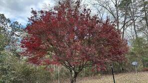 Property grounds - Chatawa Bluffs, an estate like no other within 100 mile radius. New Orleans & BR (Magnolia)