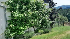 A building with a white exterior wall partially covered by green ivy.