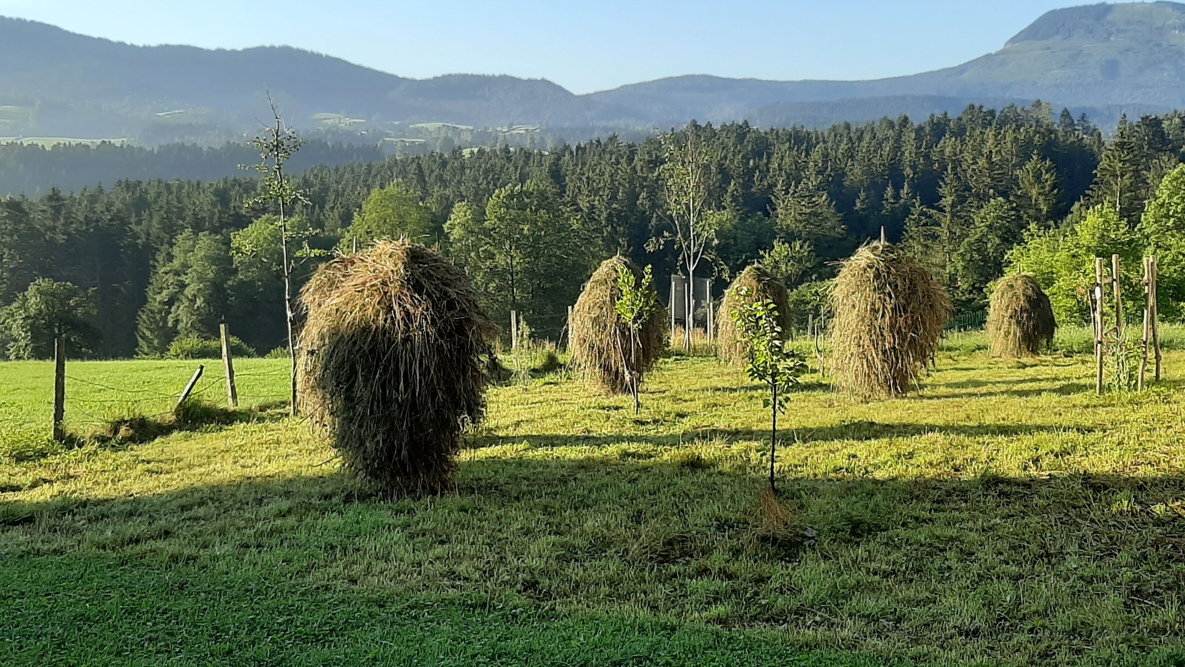 Un paysage rural avec des bottes de foin dans un champ, entouré d’arbres et de montagnes en arrière-plan.