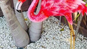 A decorative flamingo statue in a garden setting with pebbles and tropical plants. - Brand New Studio with Pool Access (Oakland Park)