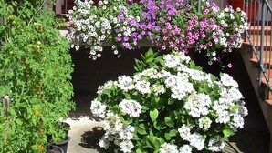 Un immeuble doté d’un balcon, de plantes en pot et d’un escalier.