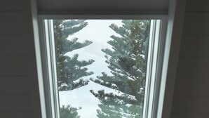A skylight with a view of coniferous trees.