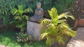 Un jardín tranquilo con una estatua de Buda, abundante follaje y un muro de piedra.