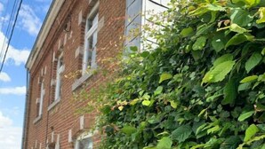 Un edificio in mattoni con un muro ricoperto da una fitta edera.
