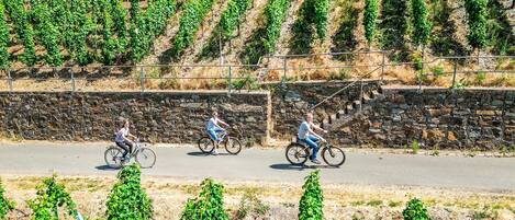 A vineyard with rows of grapevines.